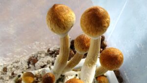 growing magic mushrooms in oregon