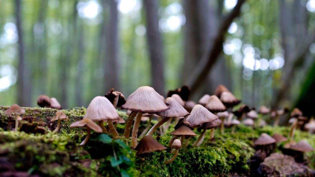 fungi colonization substrates