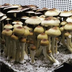 B+ mushrooms