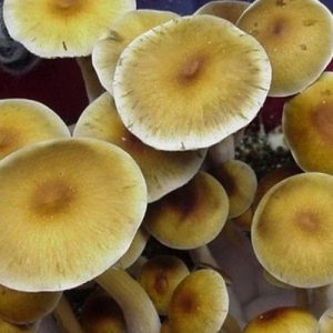 Luminous Lucies mushrooms