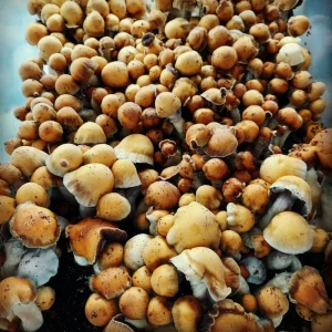 mvp mushrooms