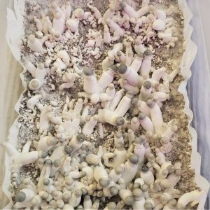 albino penis envy mushrooms