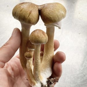blue meanie mushrooms