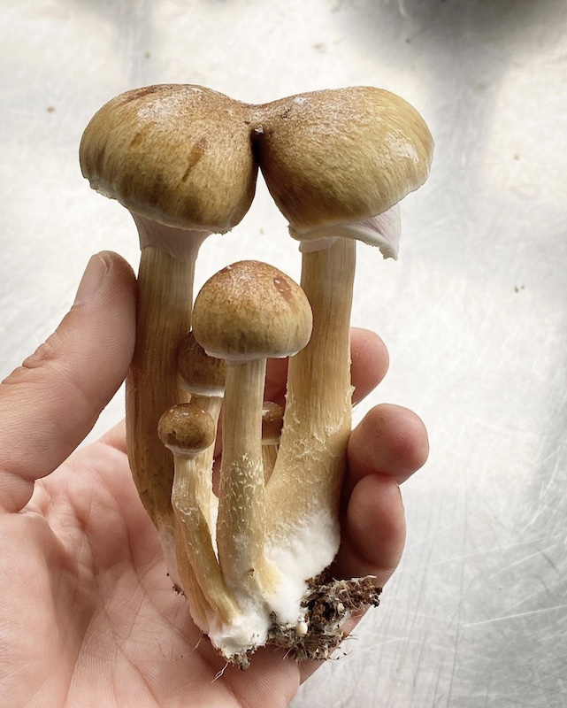 blue meanie mushrooms