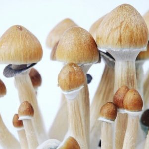 cambodian mushrooms