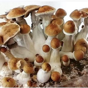 Creeper Mushrooms