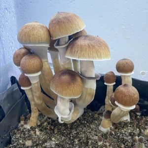 Fiji Island Mushroom Spores