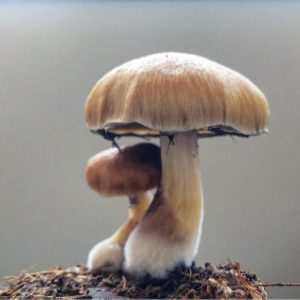 huautla phsilocybe mushrooms