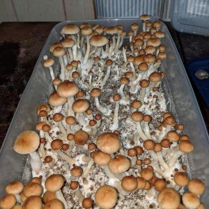 kss koh super strain mushrooms