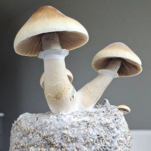 malabar coast mushrooms