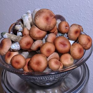 maui platinum mushrooms