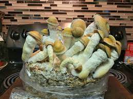 rip tide mushrooms