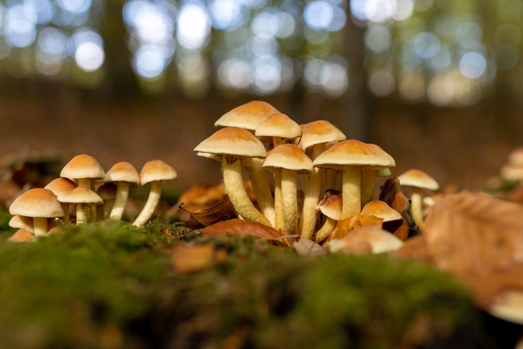 Golden Teacher Magic Mushrooms