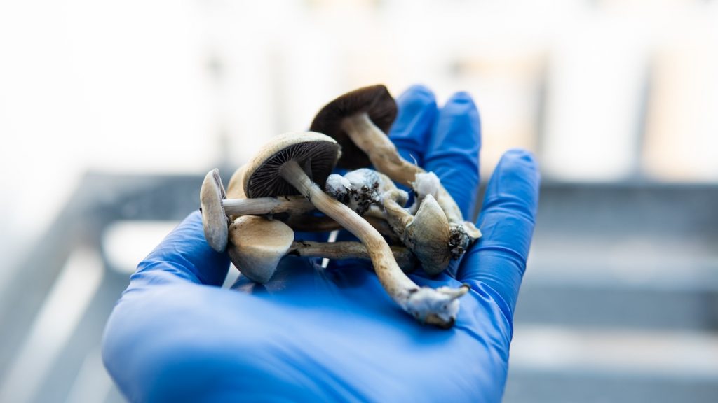 mushroom legal states