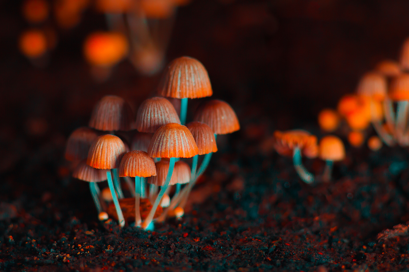 effects of Psilocybin
