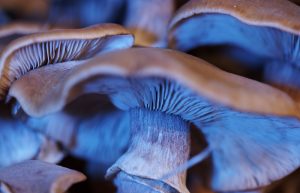 top mushroom spores