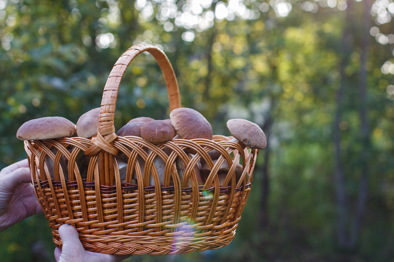 Edible mushrooms