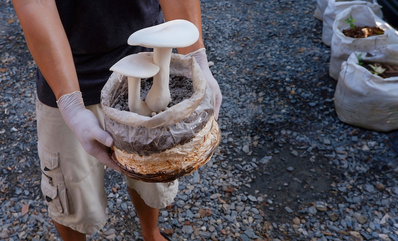 farmer showing milky mushrooms are growing