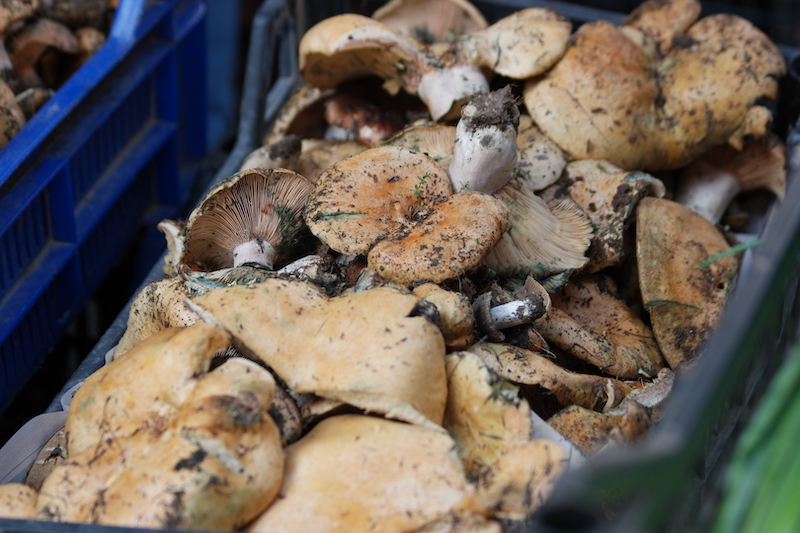 Freshly picked mushrooms on farmers market