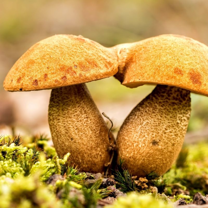 mushroom reproduction and spore germination